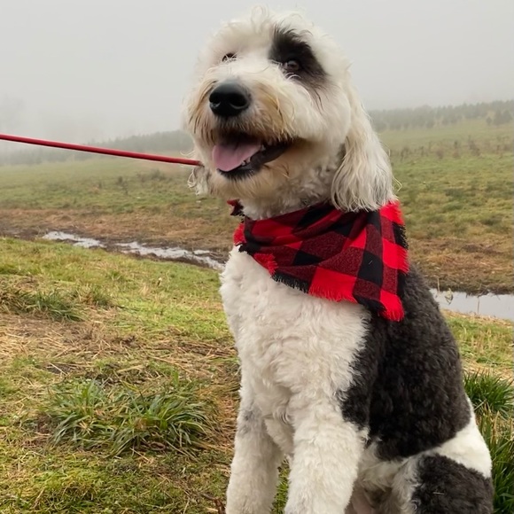 Meet your Posher, Scott - Picture 1 of 1